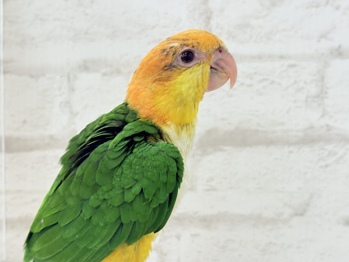 シロハラインコ