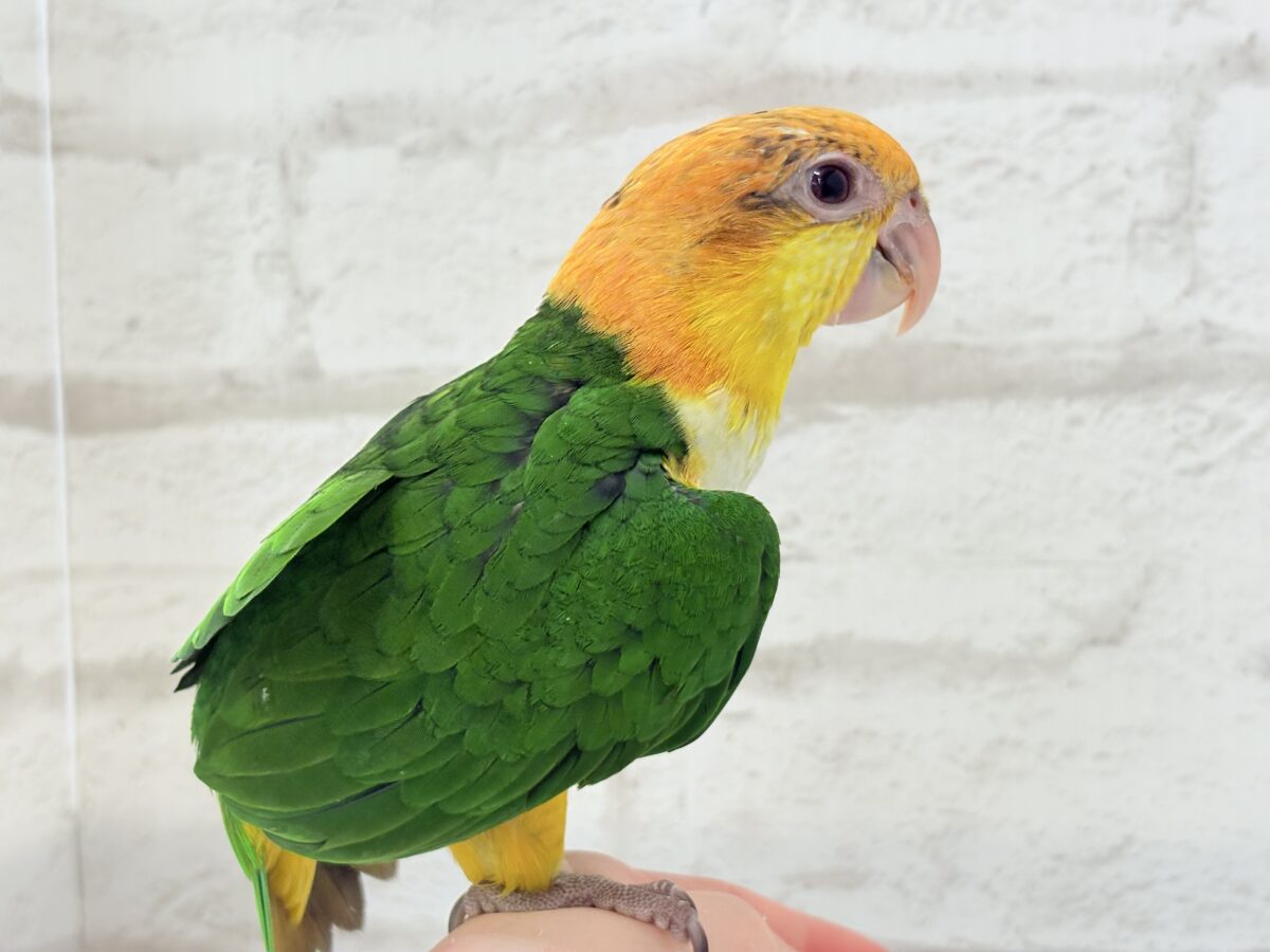 シロハラインコ