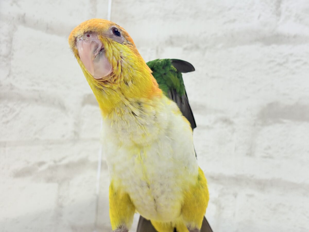 シロハラインコ