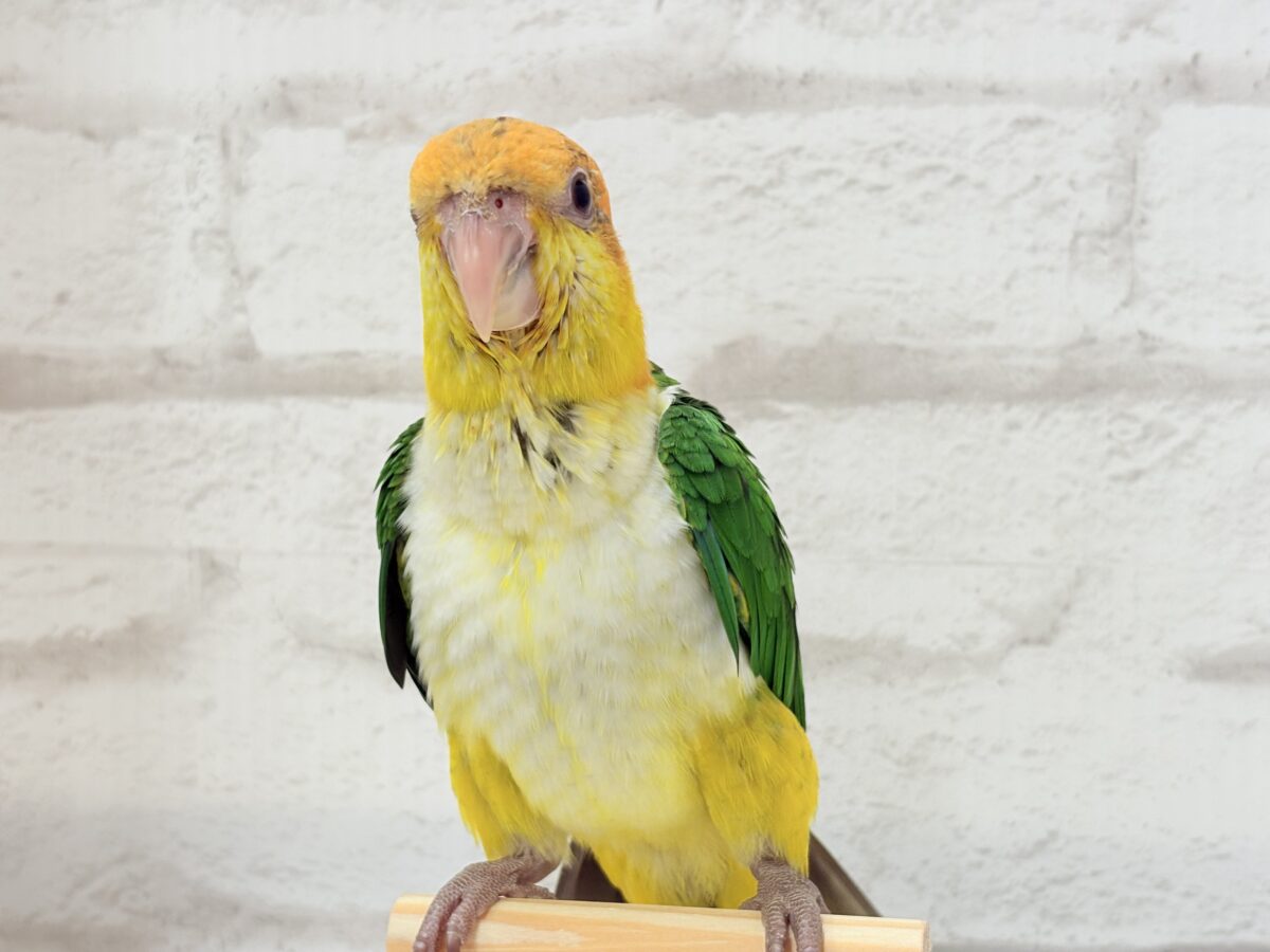 シロハラインコ