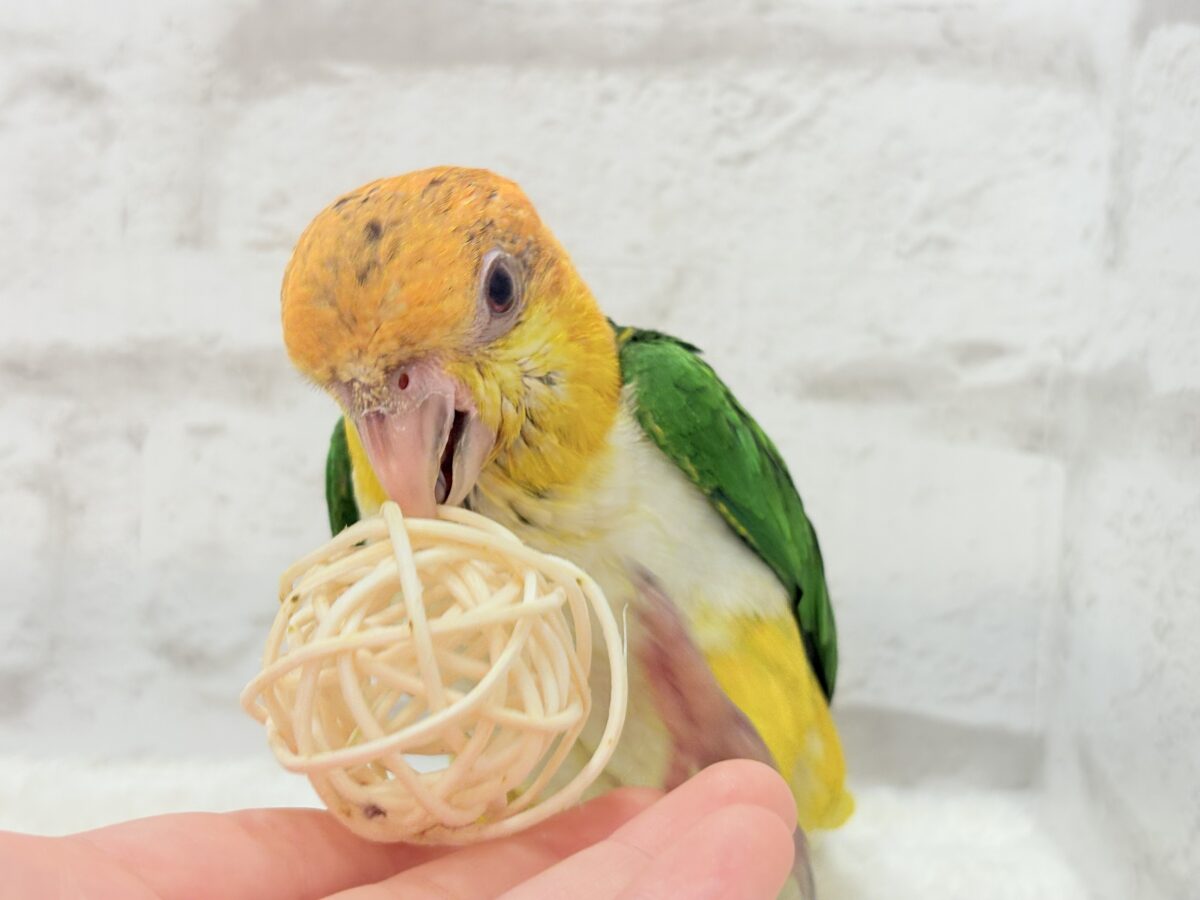 シロハラインコ