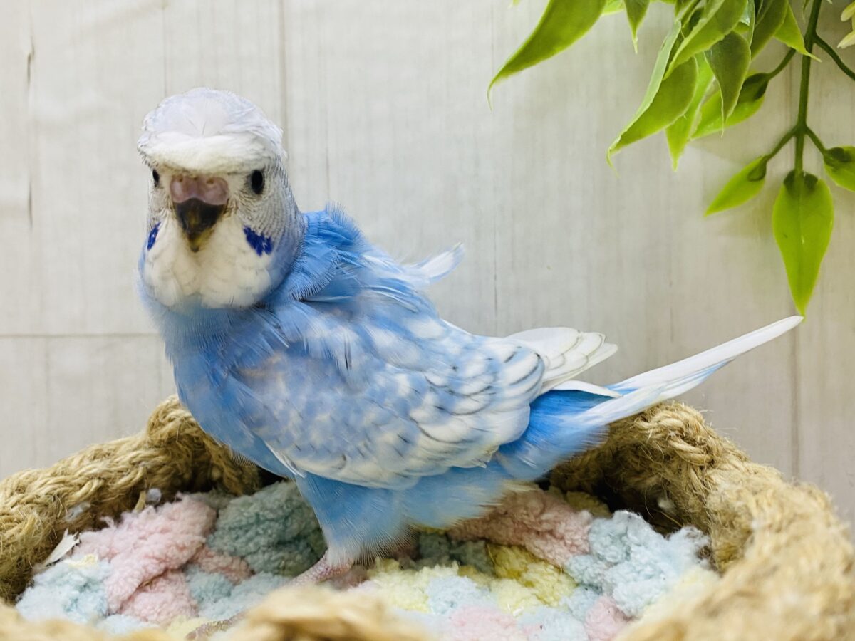 羽衣セキセイインコ