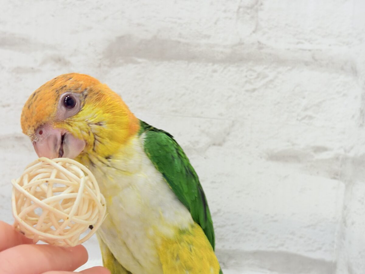 シロハラインコ