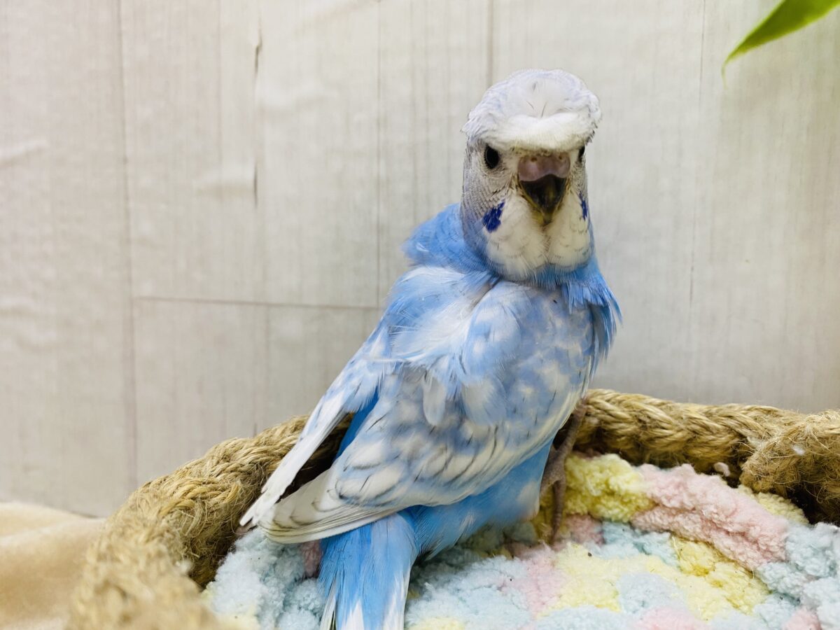 羽衣セキセイインコ