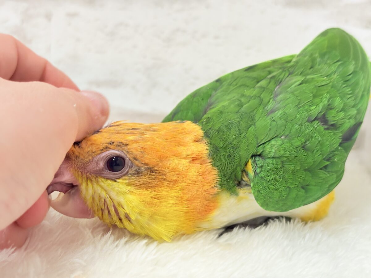 シロハラインコ