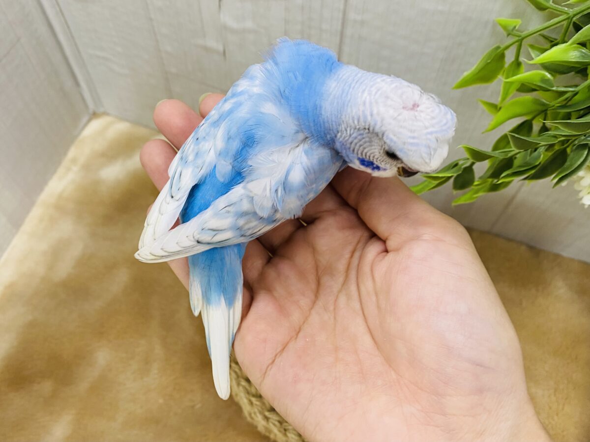 羽衣セキセイインコ