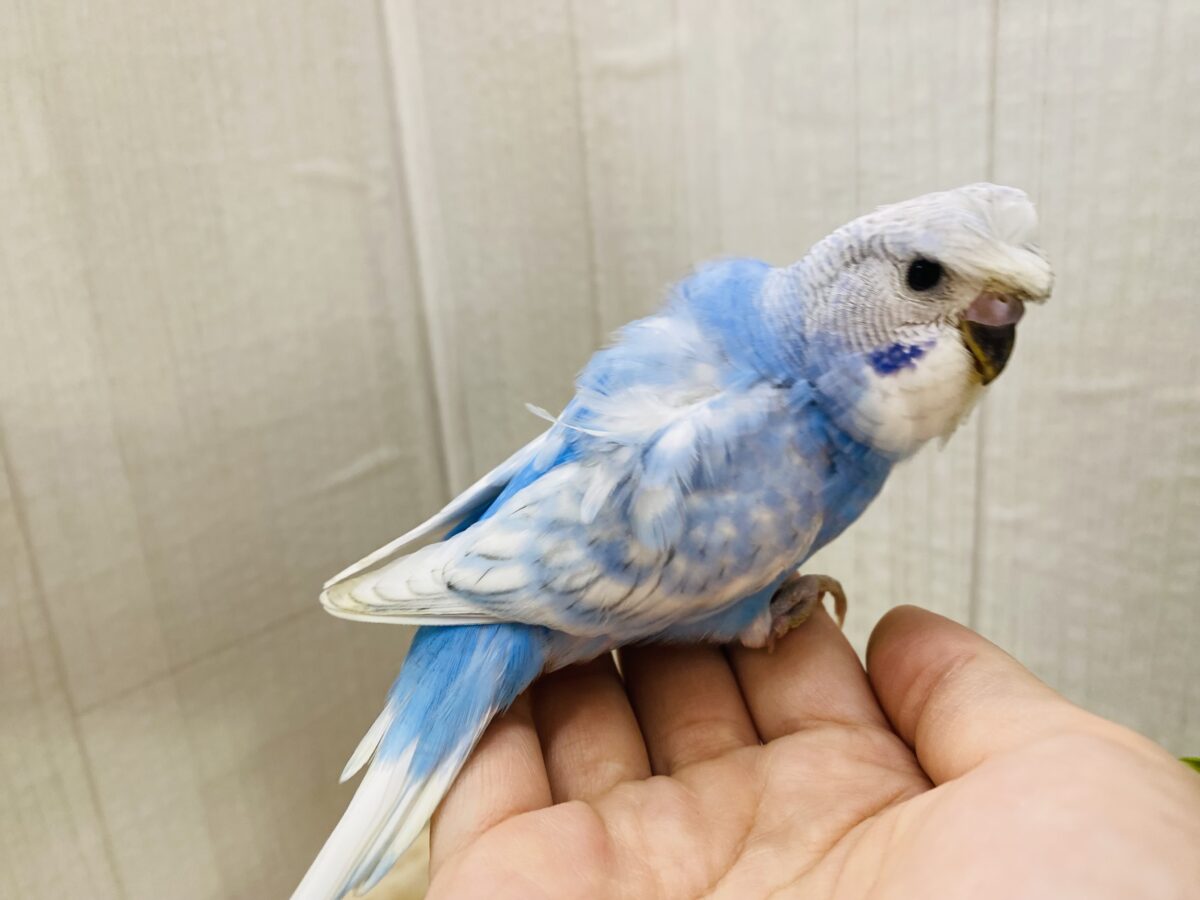 羽衣セキセイインコ