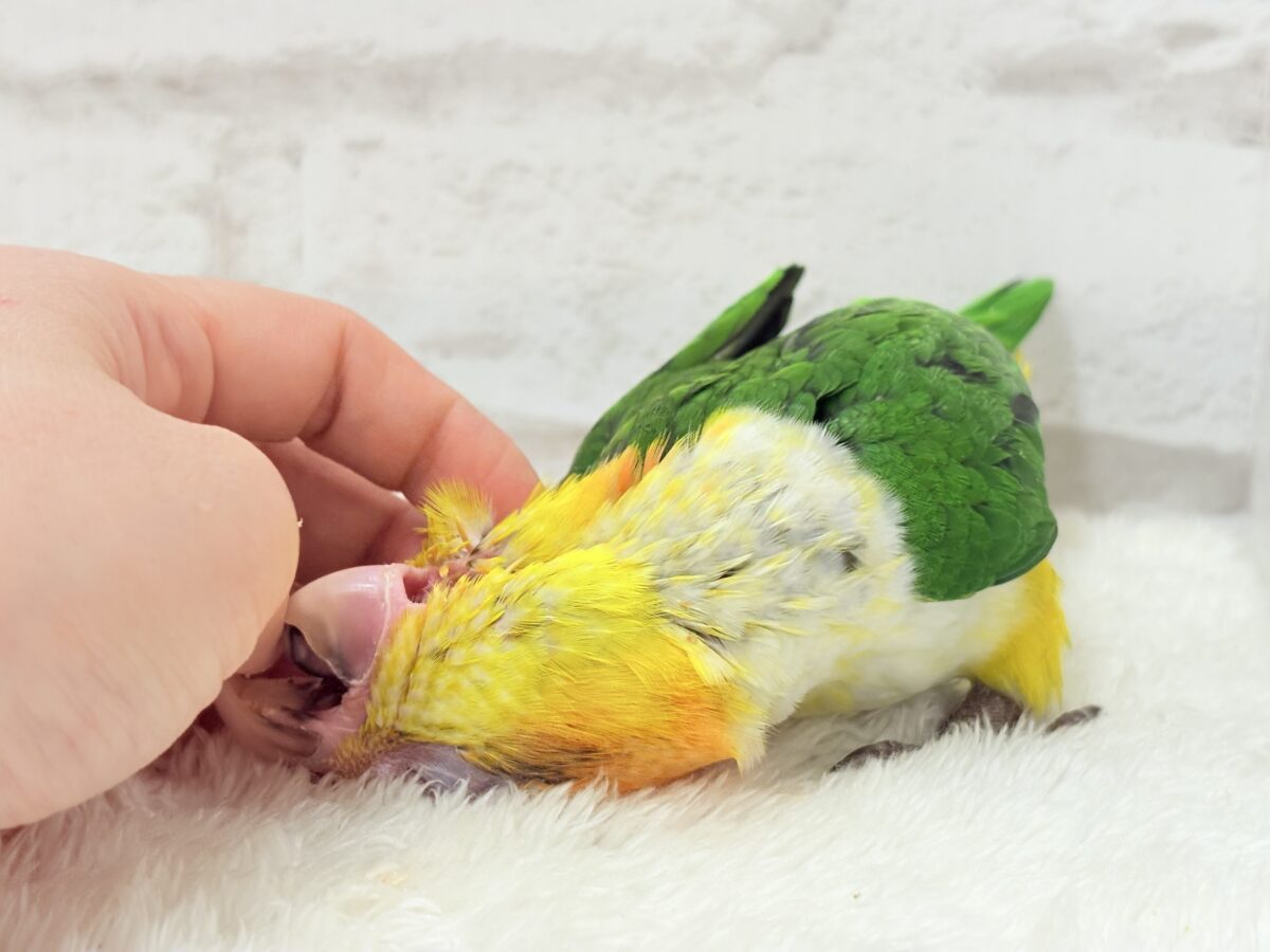 シロハラインコ