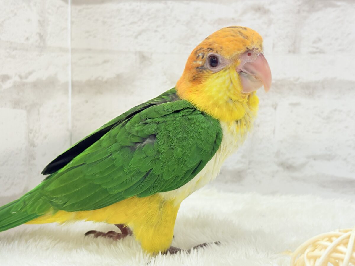 シロハラインコ