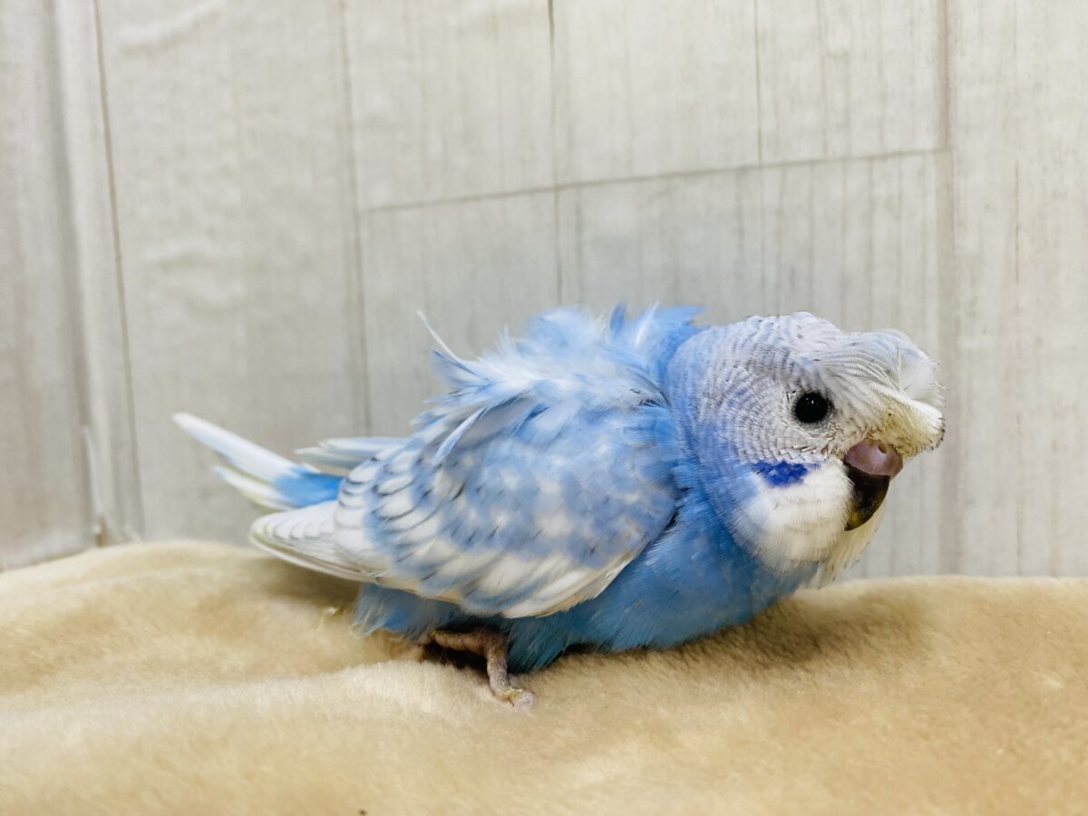 羽衣セキセイインコ