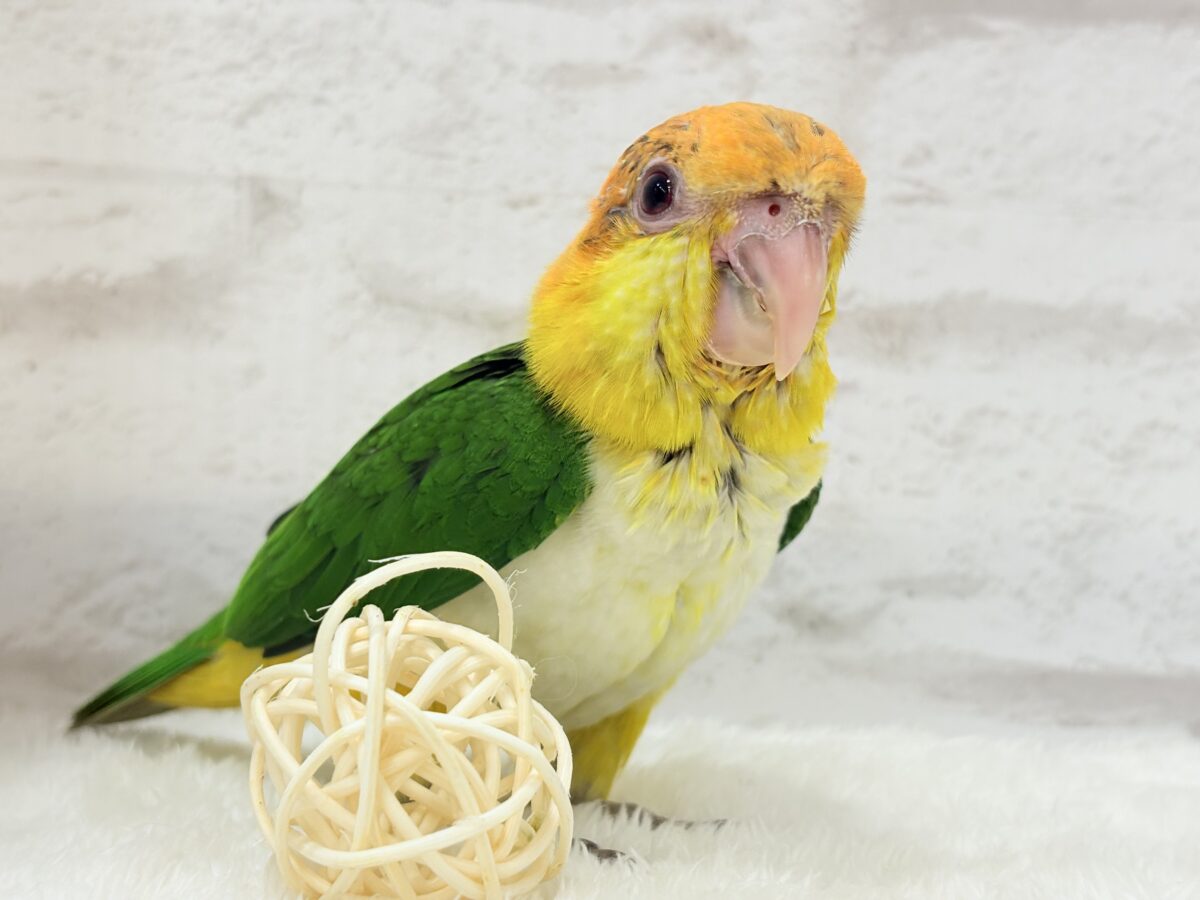 シロハラインコ