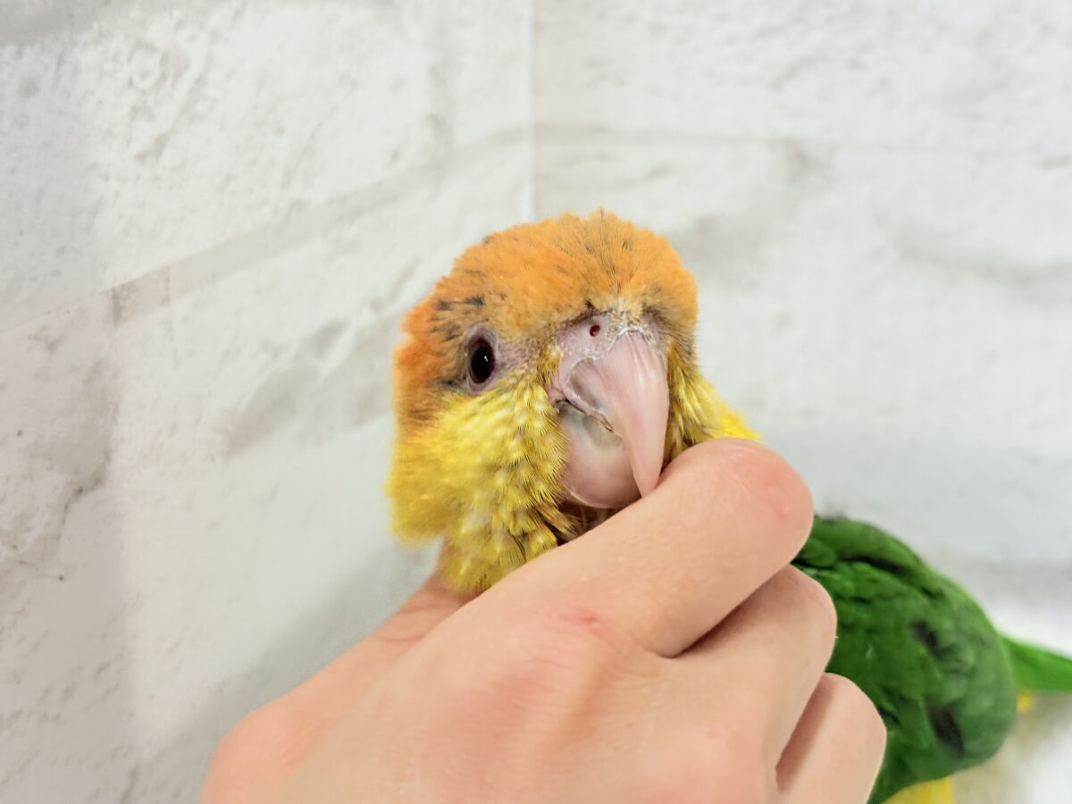 シロハラインコ