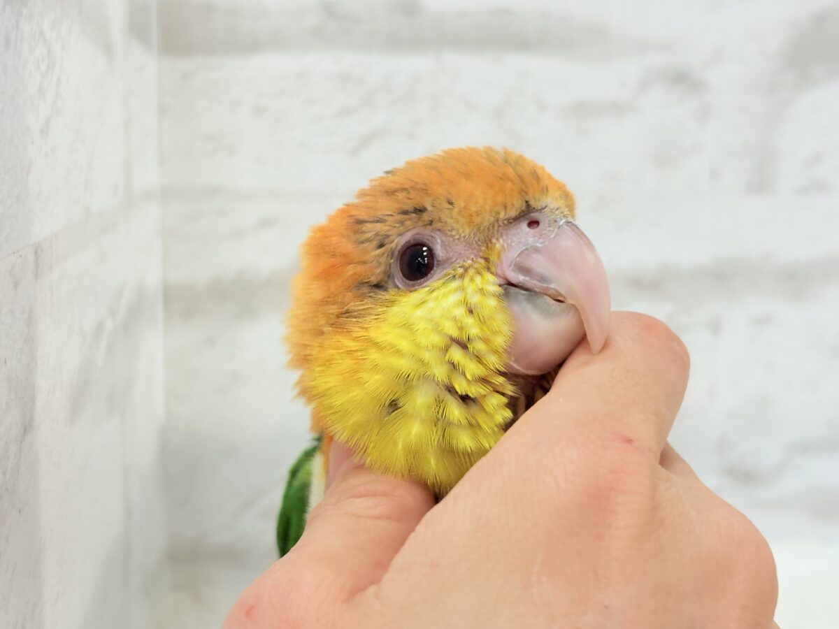 シロハラインコ