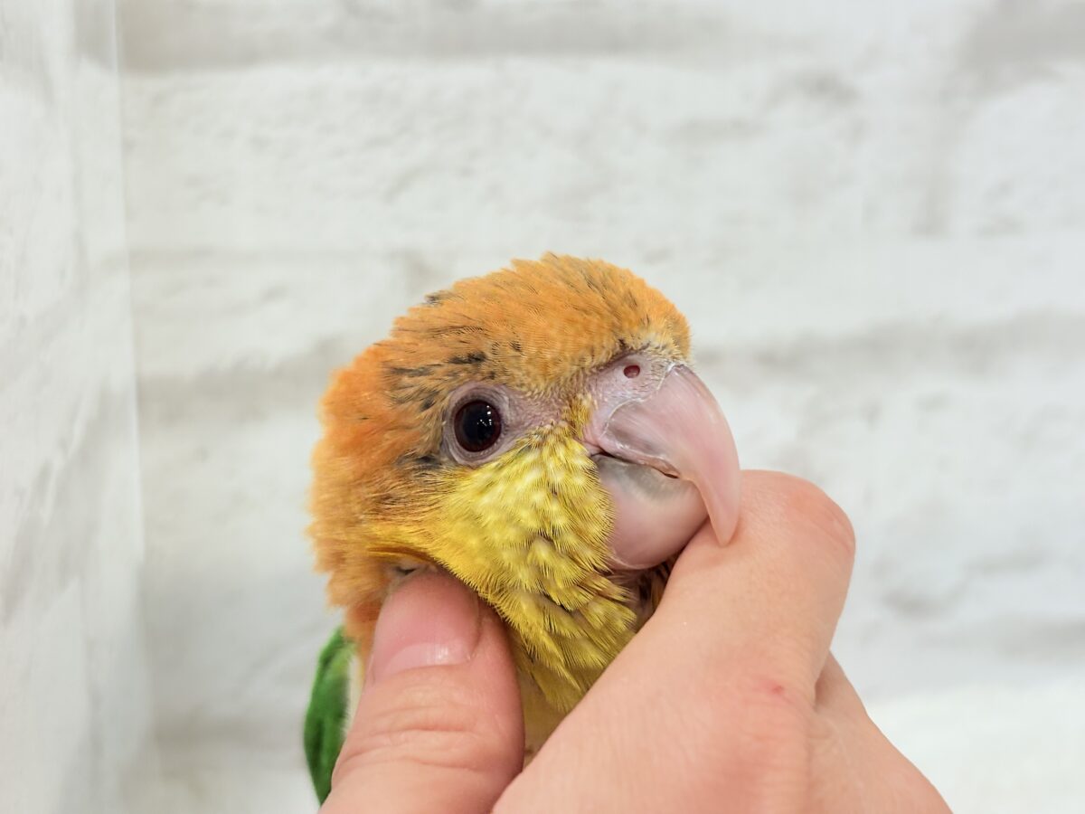 シロハラインコ