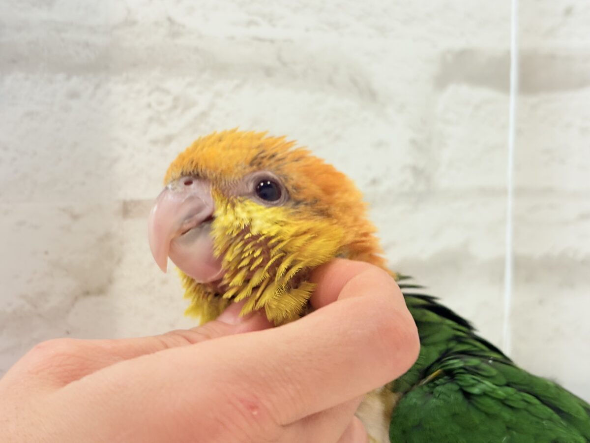 シロハラインコ