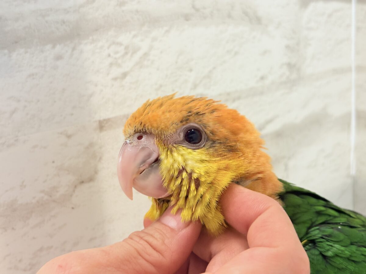 シロハラインコ