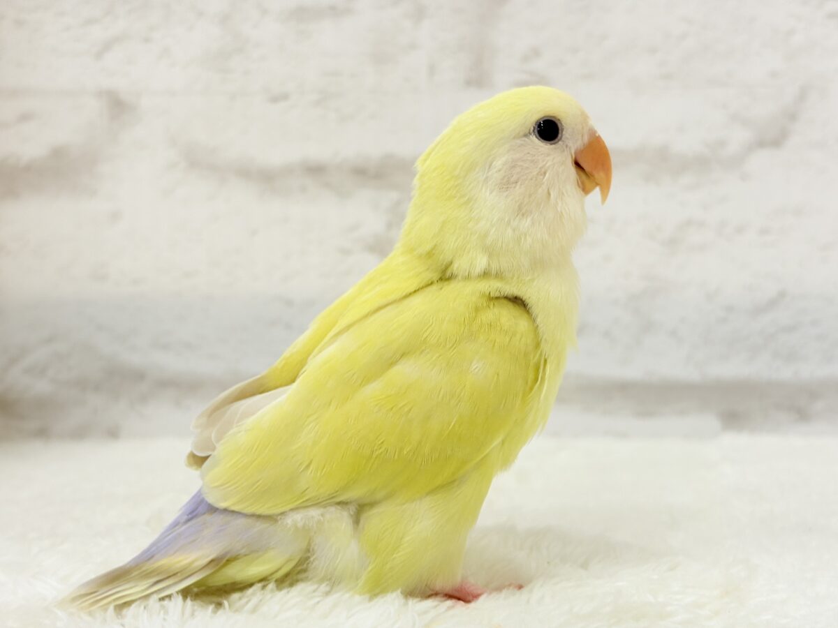 コザクラインコ（小桜インコ）