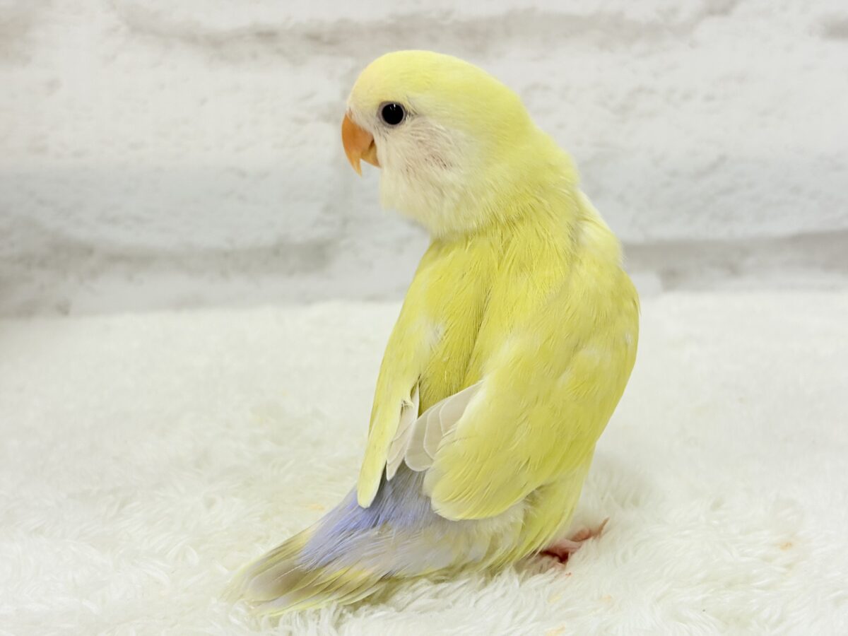 コザクラインコ（小桜インコ）