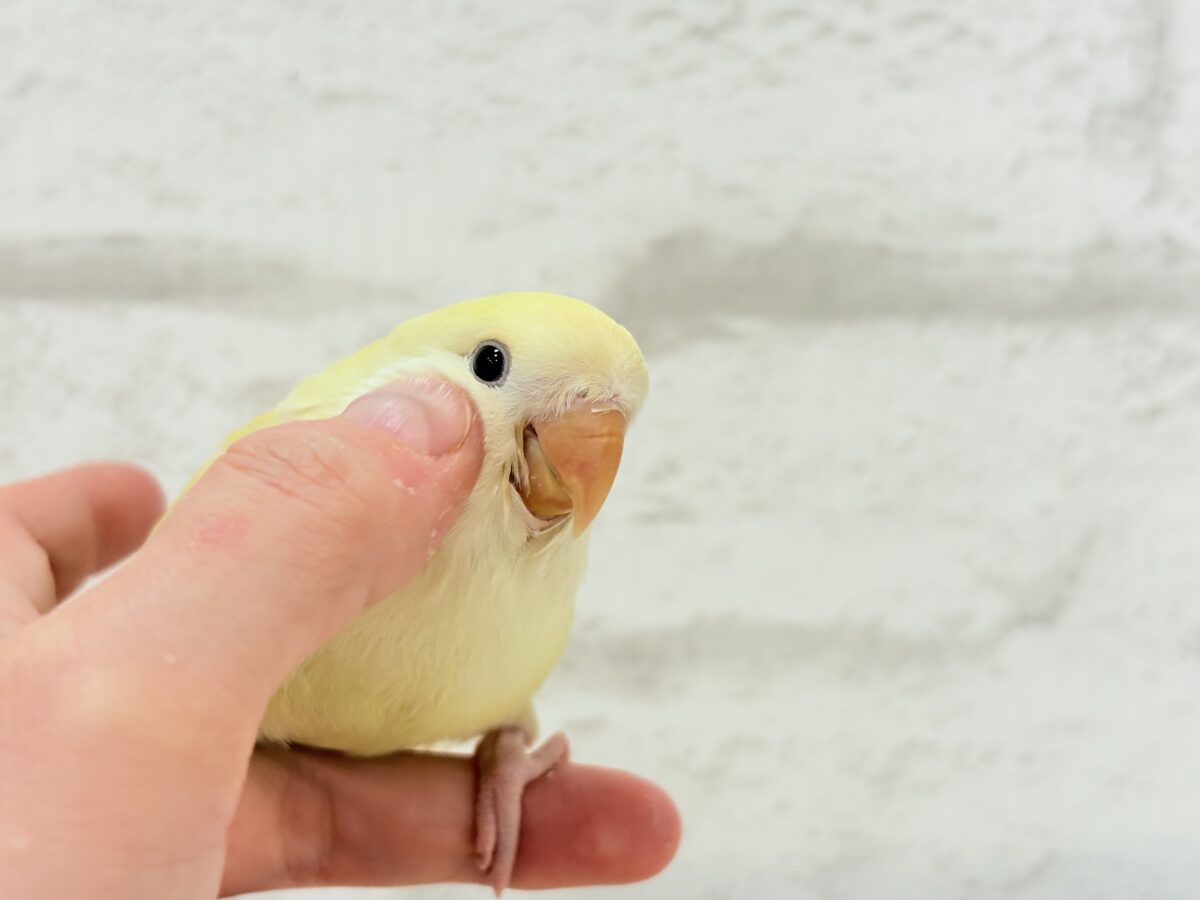 コザクラインコ（小桜インコ）