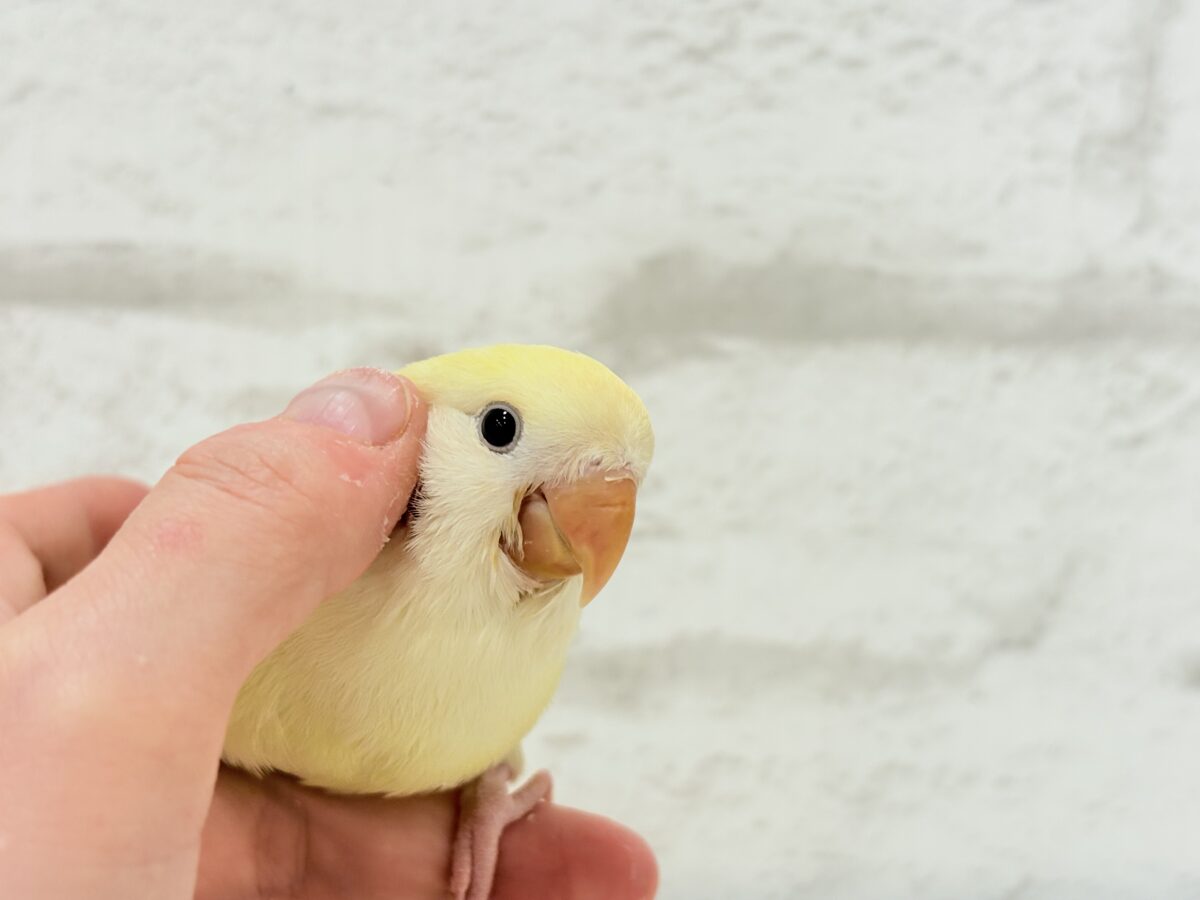 コザクラインコ（小桜インコ）