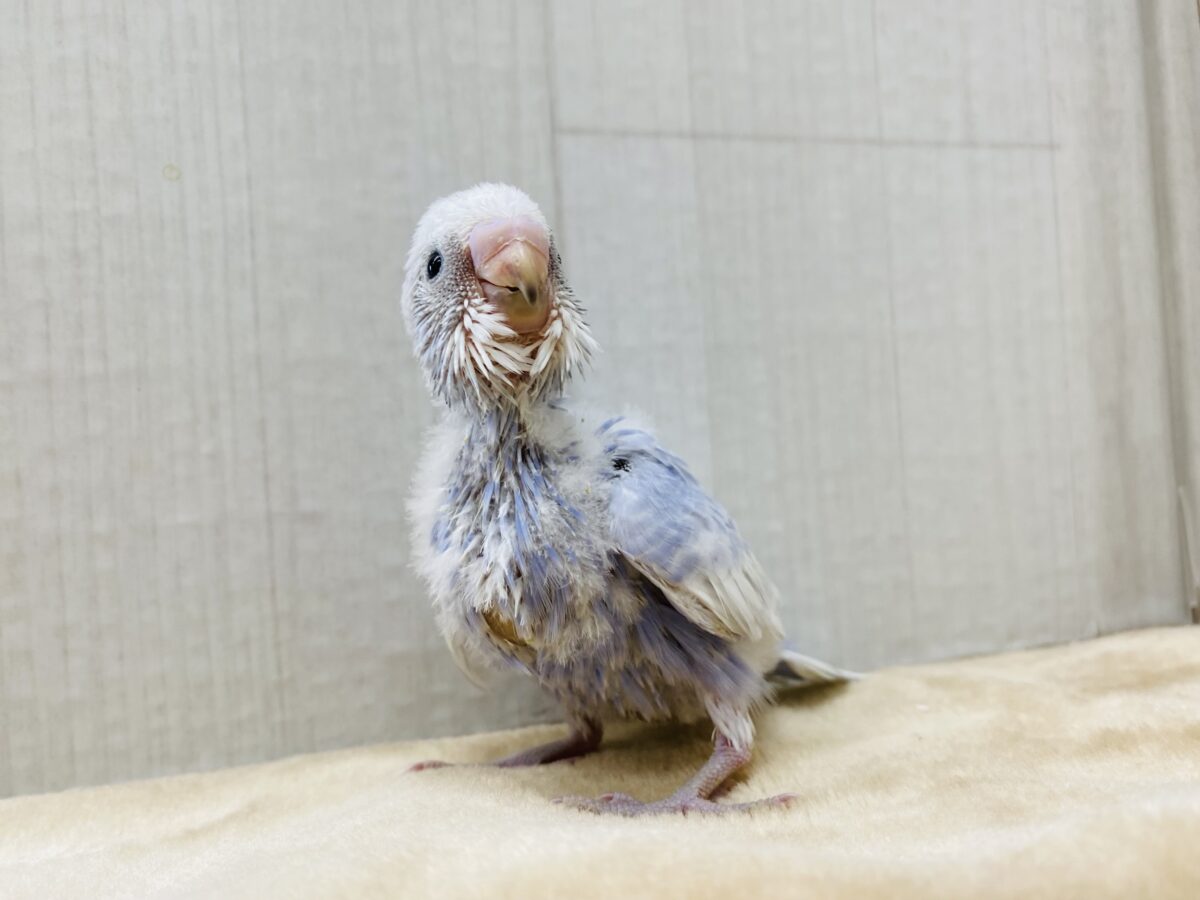セキセイインコ
