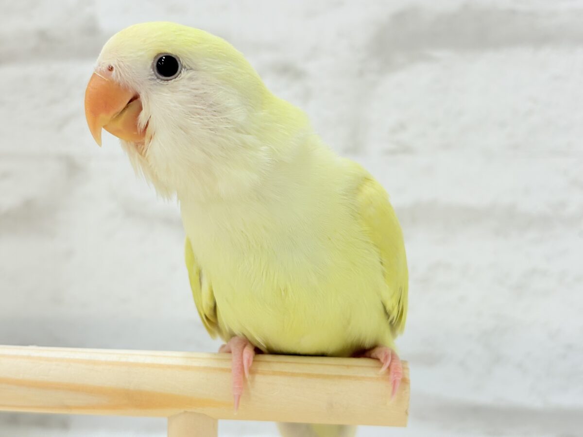 コザクラインコ（小桜インコ）