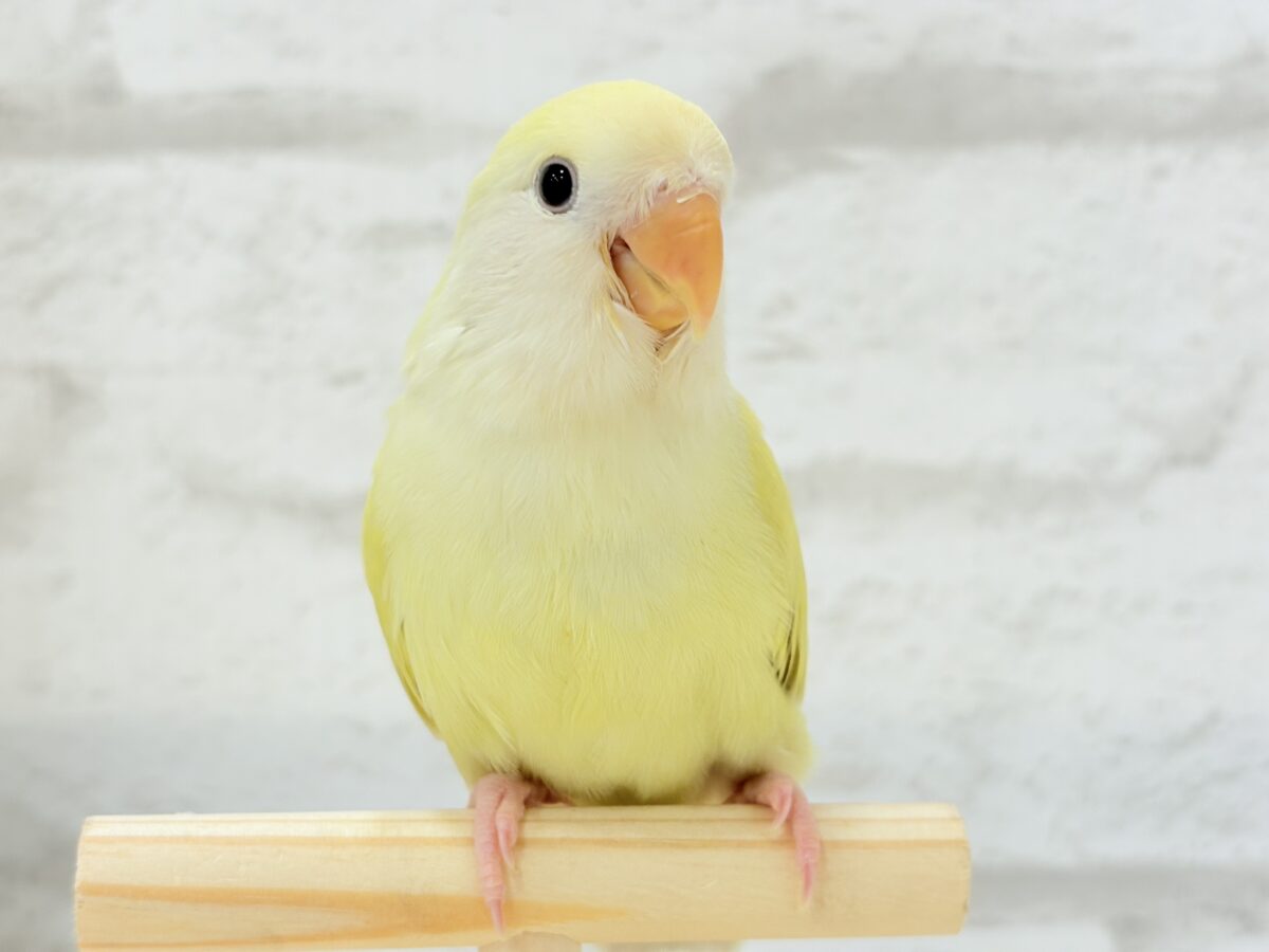 コザクラインコ（小桜インコ）