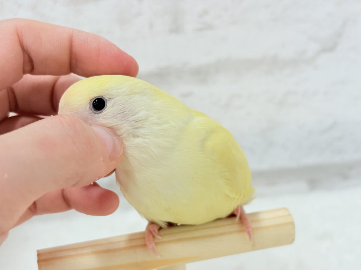 コザクラインコ（小桜インコ）