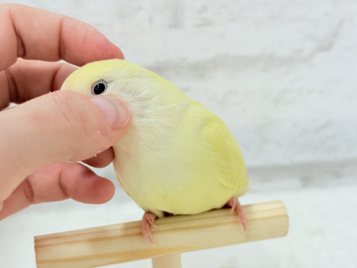 コザクラインコ（小桜インコ）