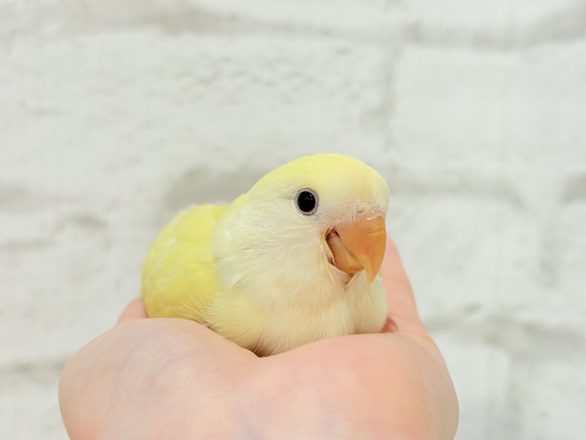 コザクラインコ（小桜インコ）