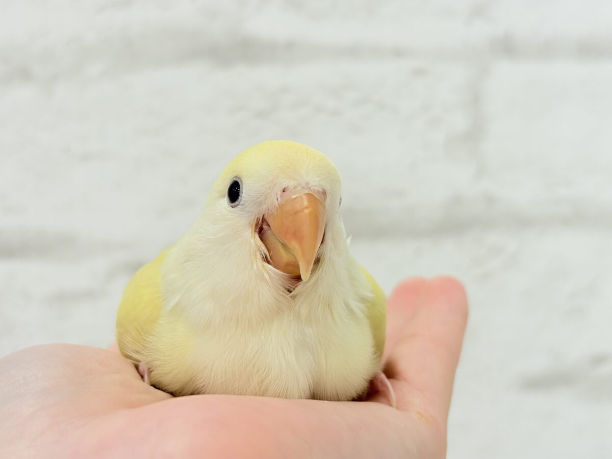 コザクラインコ（小桜インコ）