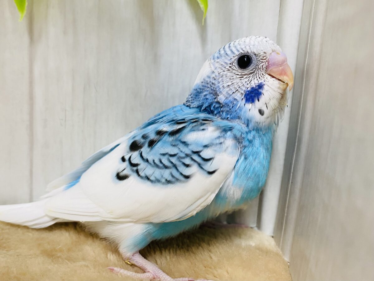 🧊爽やかぎゅっと詰め込みました🩵セキセイインコブルーパイド🤍