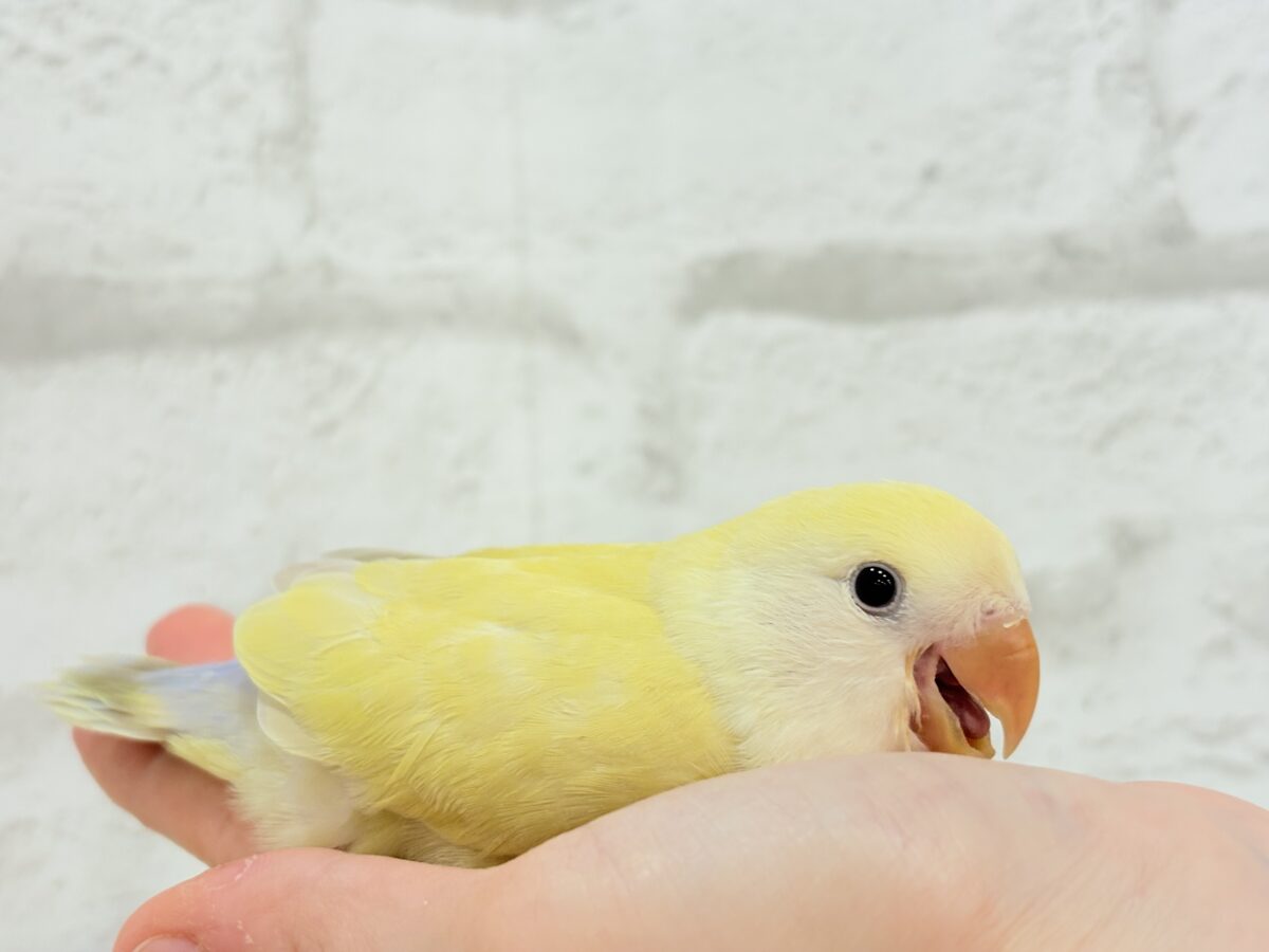 コザクラインコ（小桜インコ）