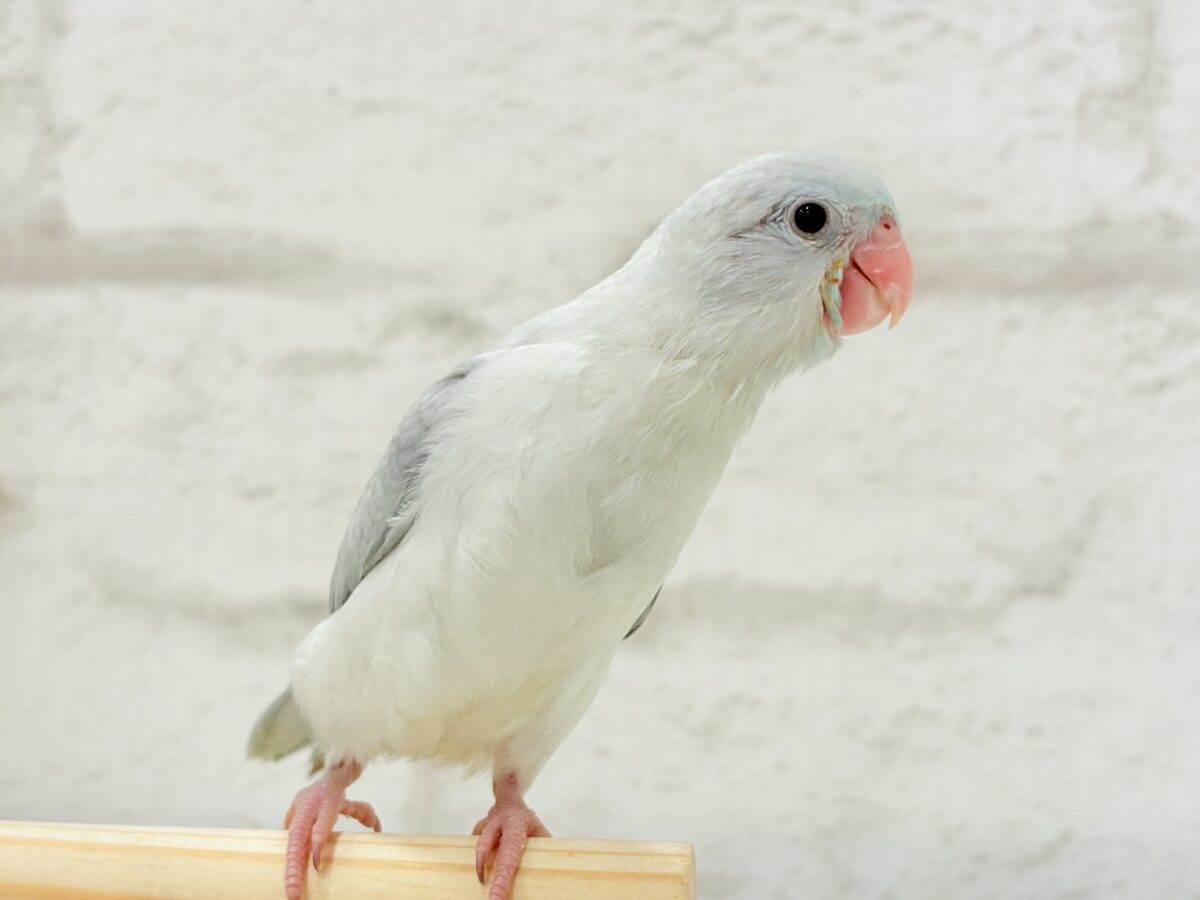 マメルリハ