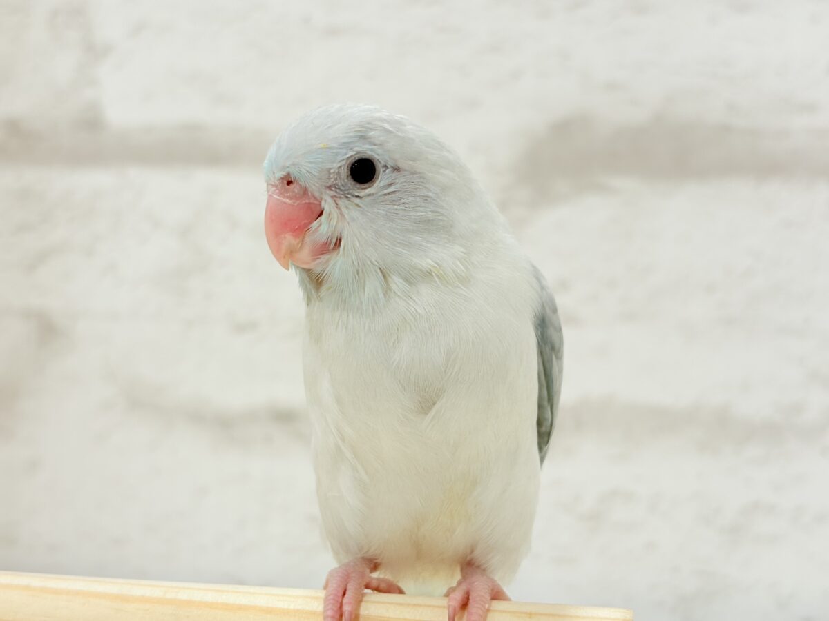 マメルリハ