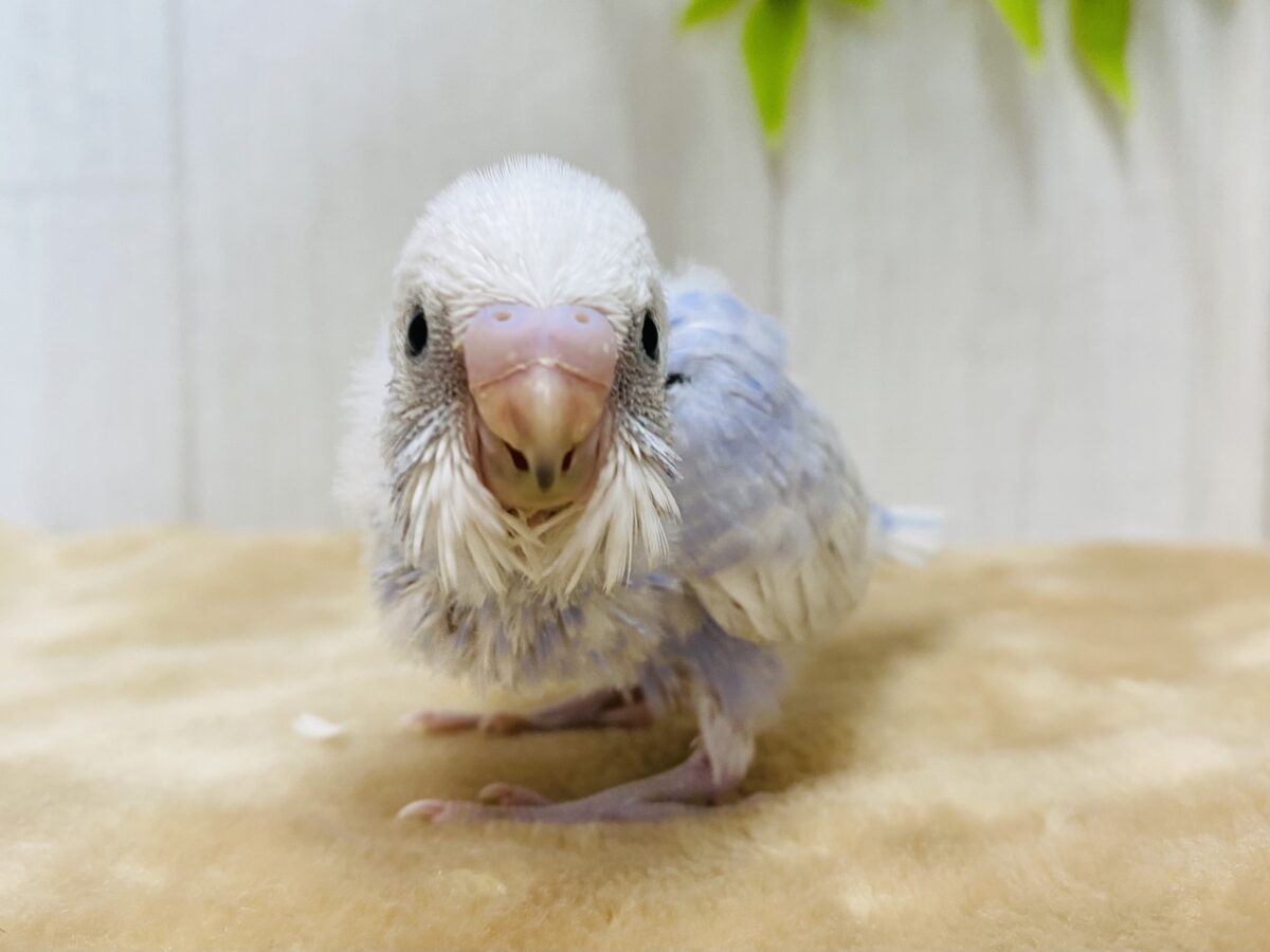 お上品なカラーですが…元気いっぱい😳‼️セキセイインコ（スパングルパイド）💜