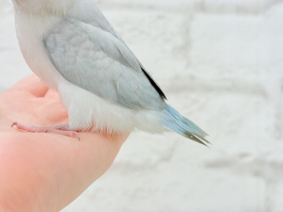 マメルリハ