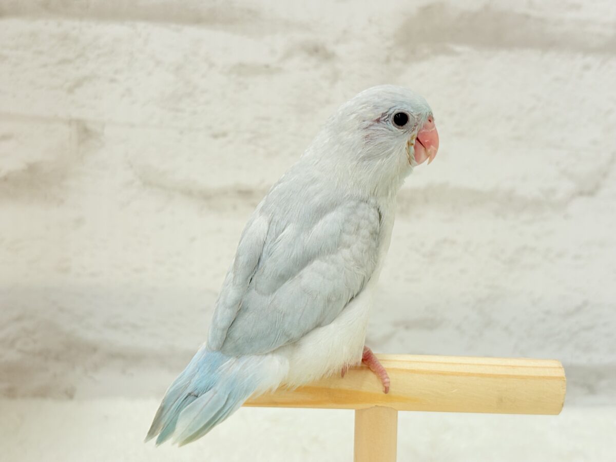 マメルリハ