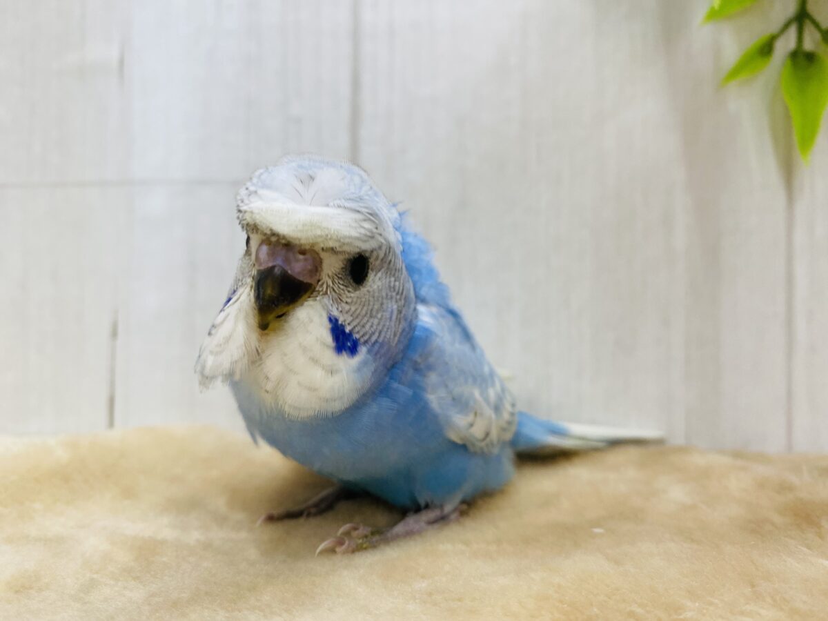 羽衣セキセイインコ