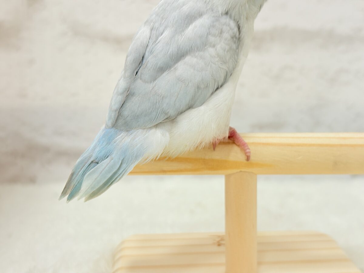 マメルリハ