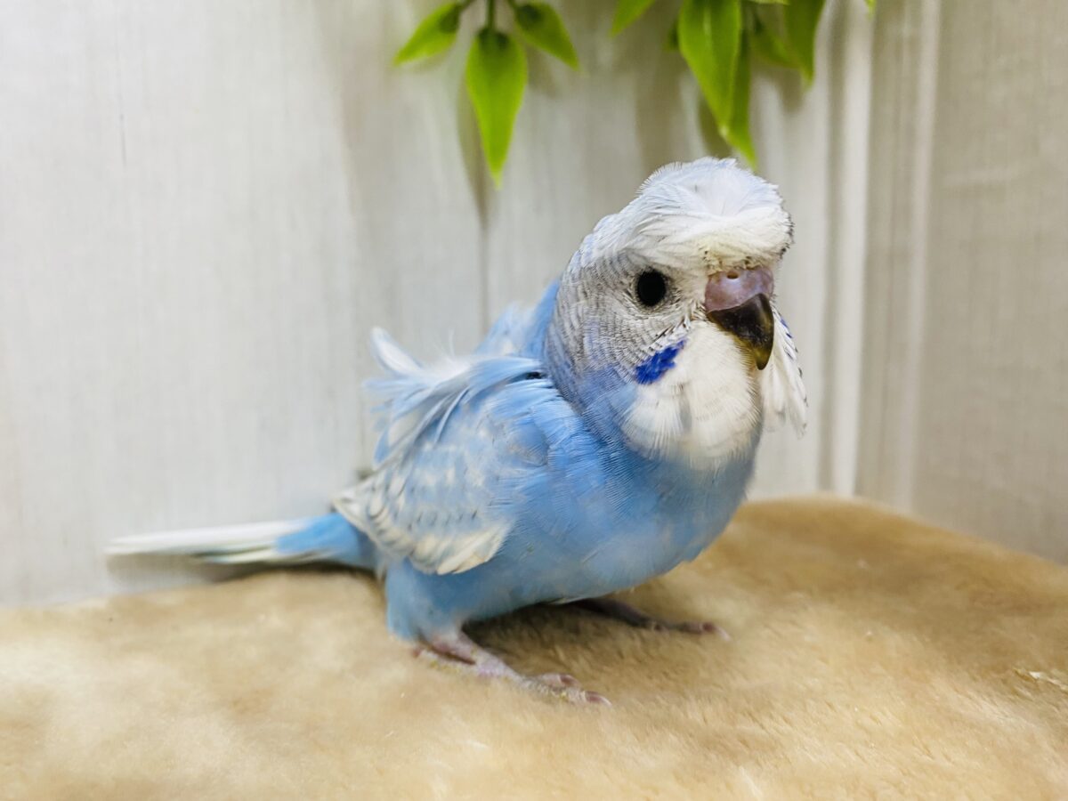 羽衣セキセイインコ