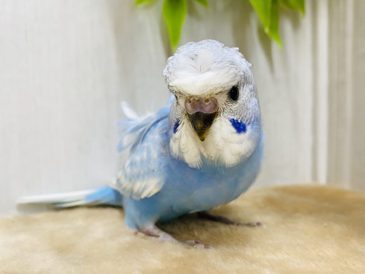 もさっと頭が特徴ですっ💕くるっと♪梵天セキセイインコ⭐️