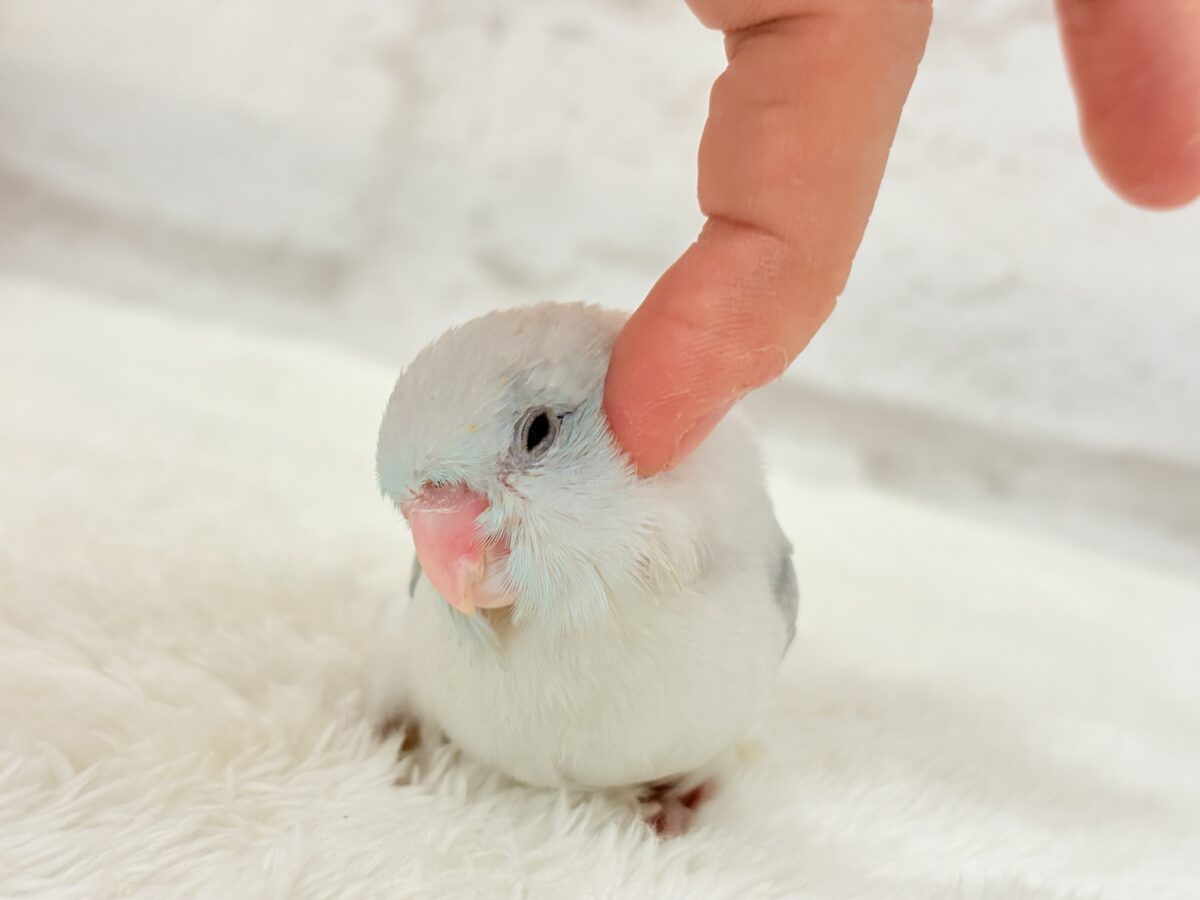 マメルリハ