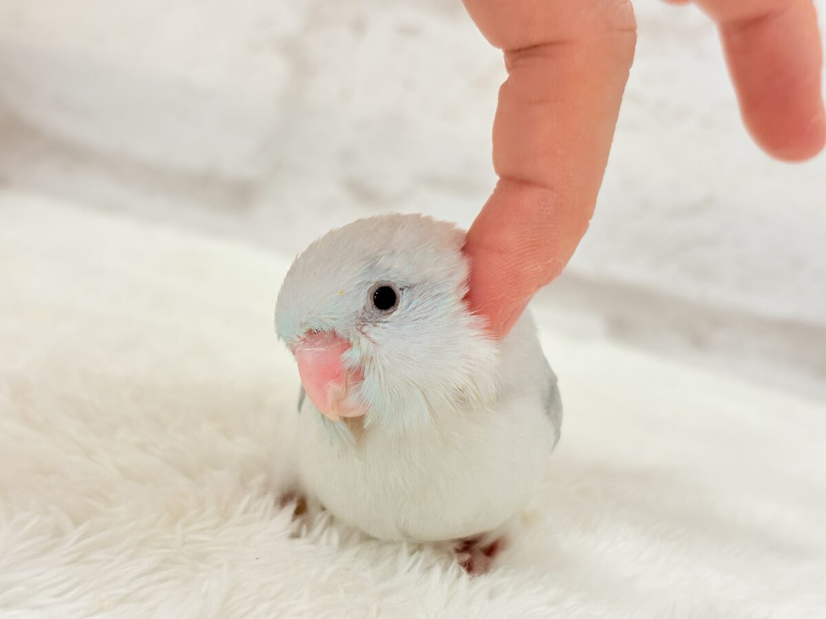 マメルリハ
