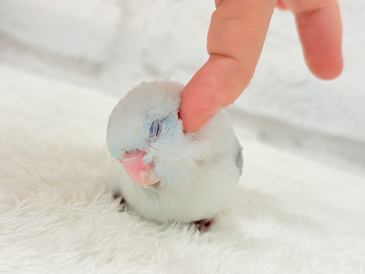 マメルリハ
