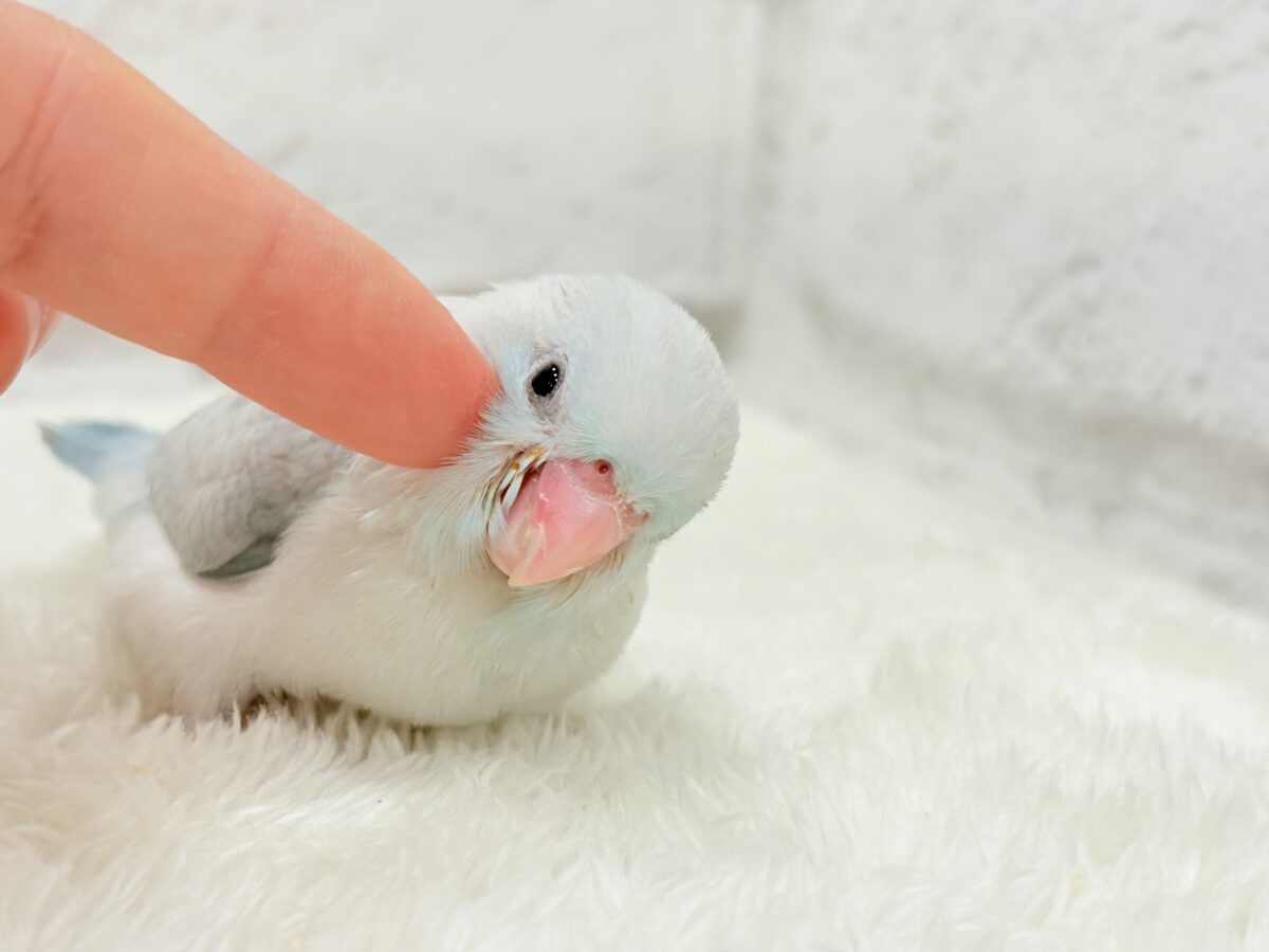 マメルリハ