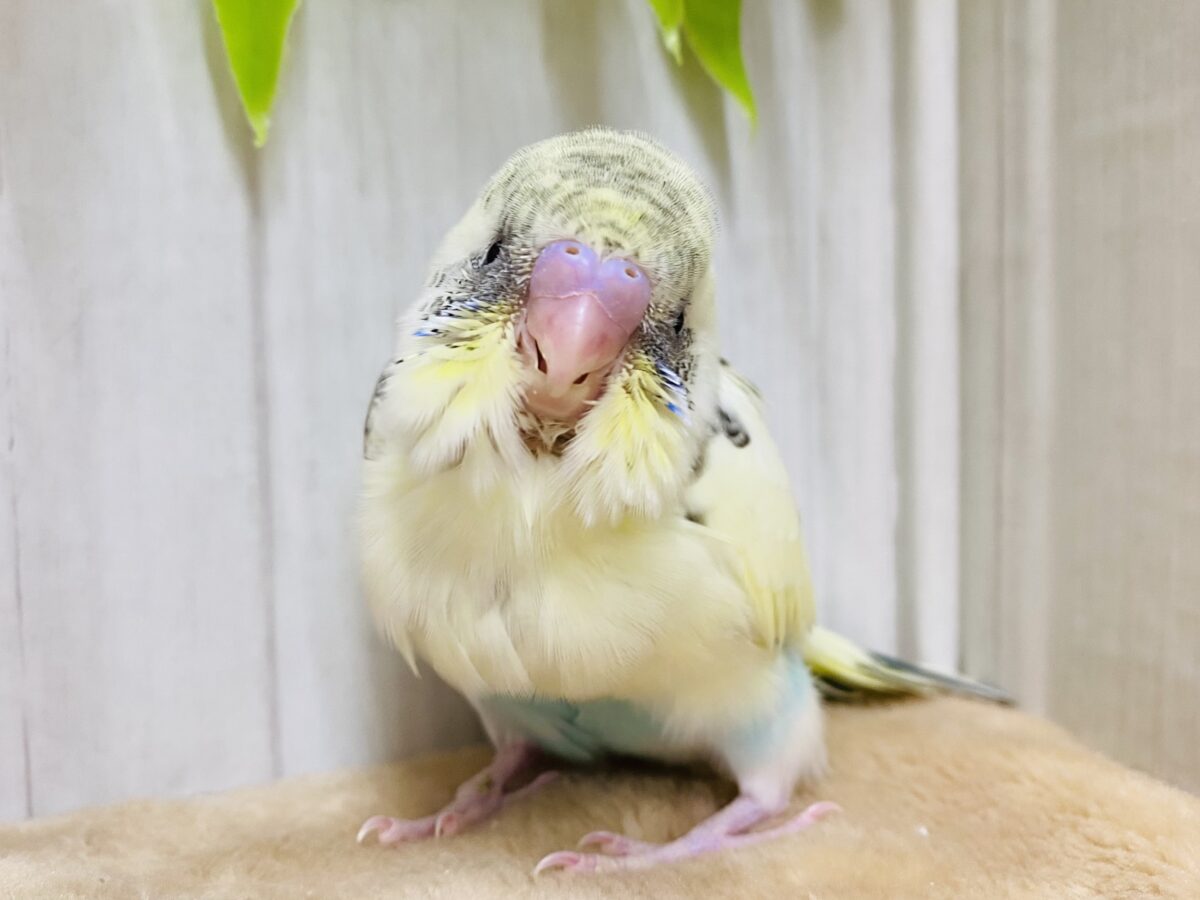 ふわっとモフモフ感が可愛すぎ💕セキセイインコ（クリームハルクイン）💛