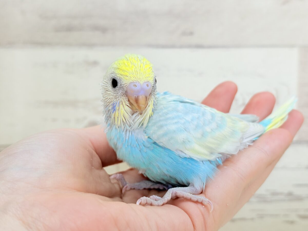 セキセイインコ
