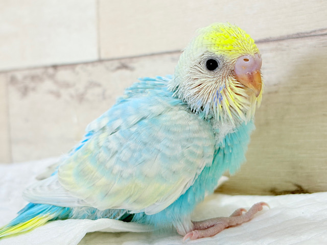 しゅわしゅわ爽やかラムネちゃん🐣🎐セキセイインコ(パステル