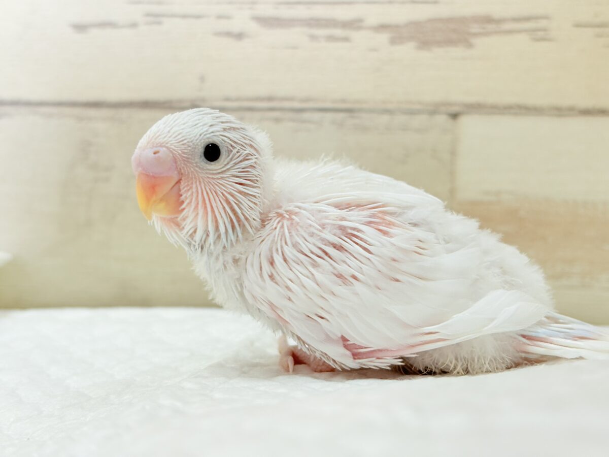 セキセイインコ